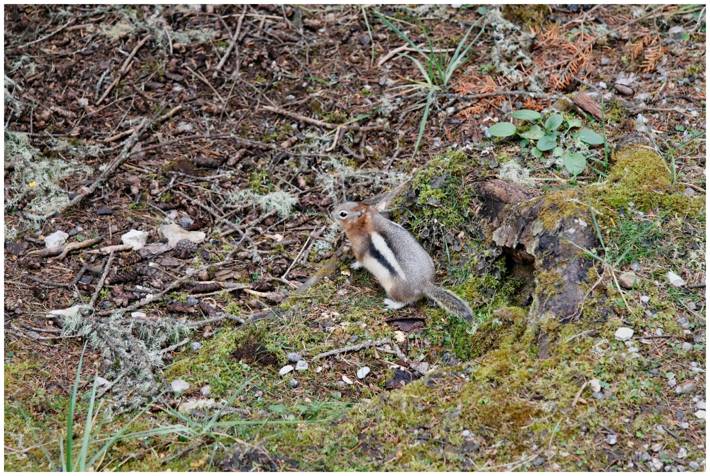 07 - Banff NP (8).jpg
